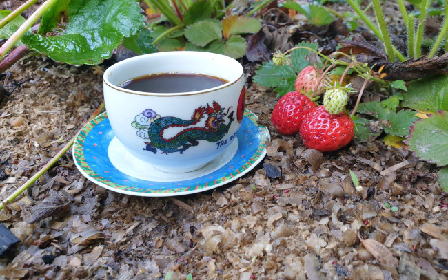 Обои картинки фото еда, кофе,  кофейные зёрна, грядка, клубника, чашка, блюдце