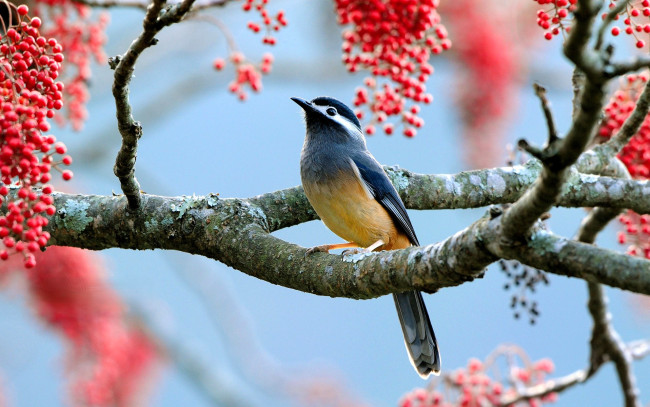 Обои картинки фото животные, птицы, птица, дерево, ветка, ягоды