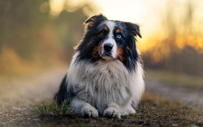 Обои картинки фото животные, собаки, собака, австралийская, овчарка, гетерохромия, трава, туман