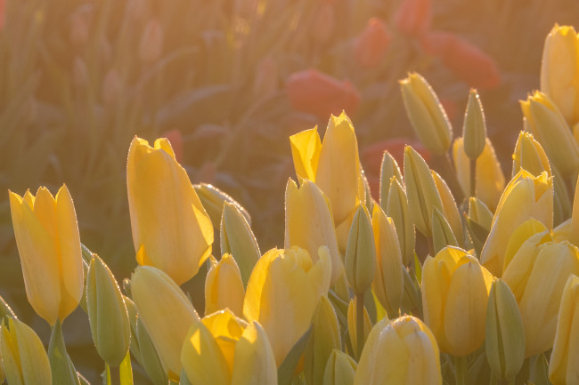 Обои картинки фото цветы, тюльпаны