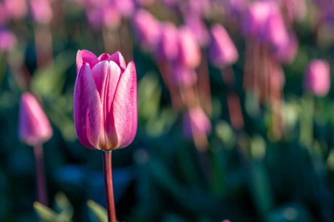 Обои картинки фото цветы, тюльпаны