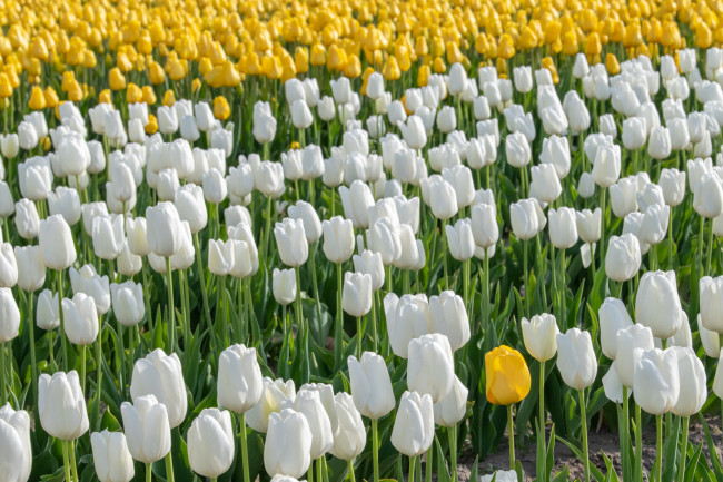 Обои картинки фото цветы, тюльпаны