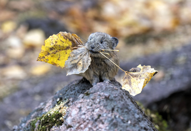 Обои картинки фото животные, крысы,  мыши, грызун, пищуха, листья, осень, камень