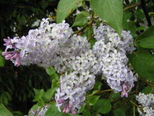 Картинка цветы сирень