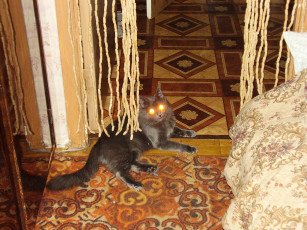 Картинка тимоха животные коты