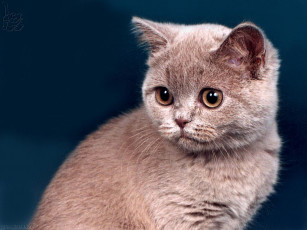 Картинка животные коты