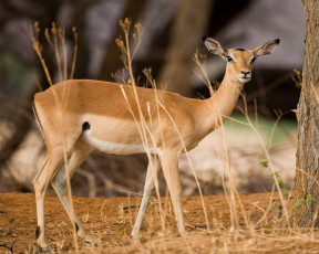 Картинка животные антилопы