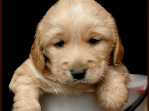 Картинка алексей Яшкин где моя мама животные собаки