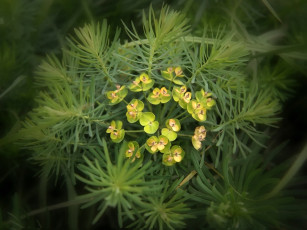 Картинка алексей Яшкин нашел то не зная что цветы молочай