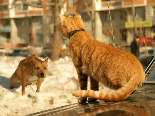 Картинка алексей Яшкин не подходи машину отдам животные разные вместе