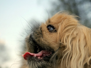 Картинка алексей Яшкин внучка собаки баскервилей животные