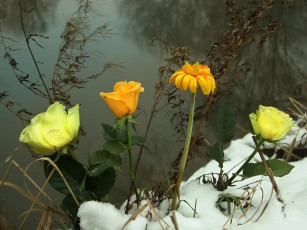 Картинка алексей Яшкин заиндевелое очарование цветы разные вместе