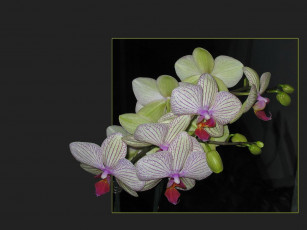 Картинка цветы орхидеи