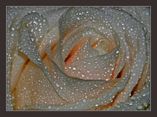 Картинка цветы розы