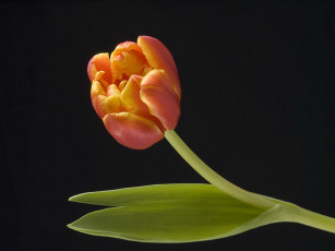 Картинка цветы тюльпаны