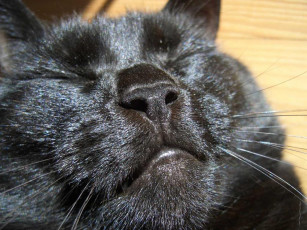 Картинка киса животные коты