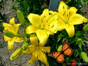 Картинка лилия цветы лилии лилейники