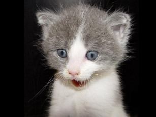 Картинка животные коты