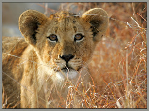 Картинка животные львы