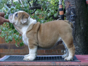 Картинка животные собаки