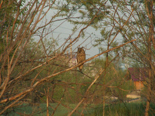 Картинка животные совы