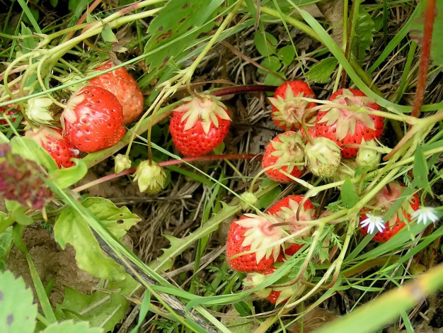 Обои картинки фото 