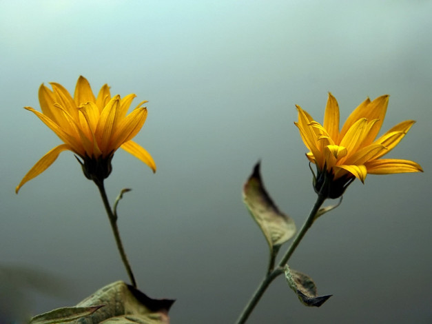 Обои картинки фото алексей, Яшкин, ах, как, тебе, рад, цветы, рудбекия