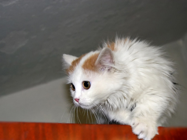 Обои картинки фото алексей, Яшкин, кого, поймаю, порву, животные, коты