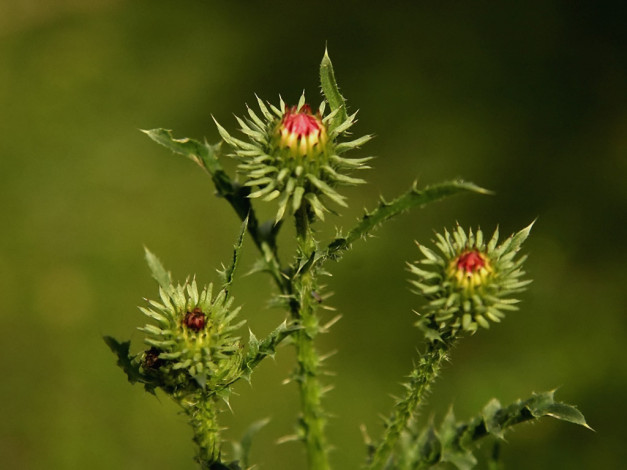 Обои картинки фото алексей, Яшкин, женский, характер, цветы, Чертополох, репейник