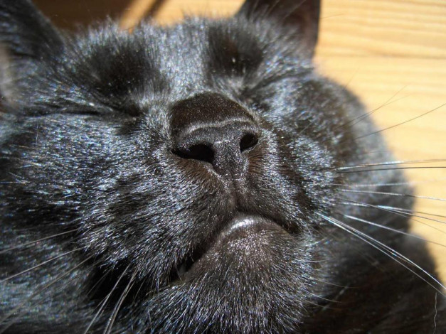 Обои картинки фото киса, животные, коты