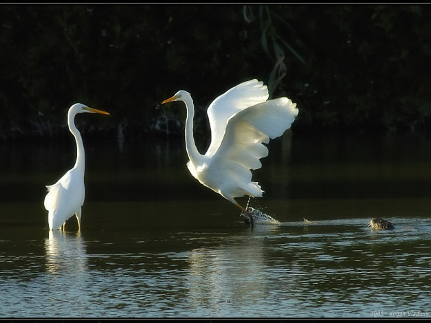 Обои картинки фото kogan, vladimir, одна, невеста, море, женихов, животные, цапли