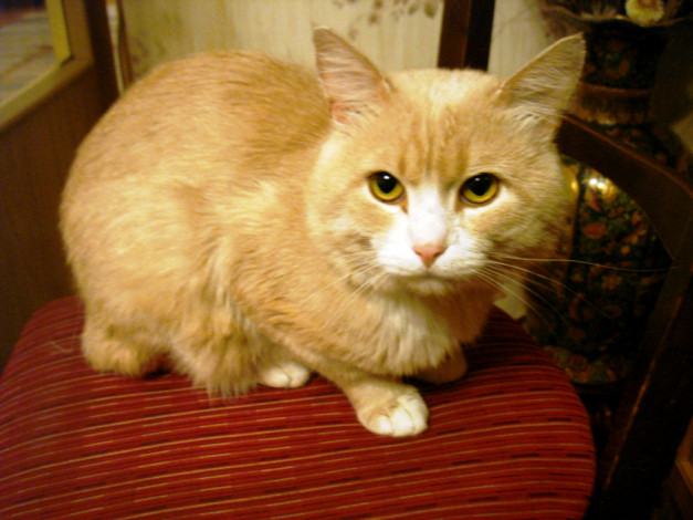 Обои картинки фото кузя, животные, коты