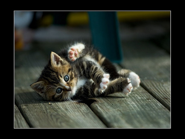 Обои картинки фото животные, коты