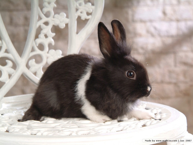 Обои картинки фото животные, кролики, зайцы