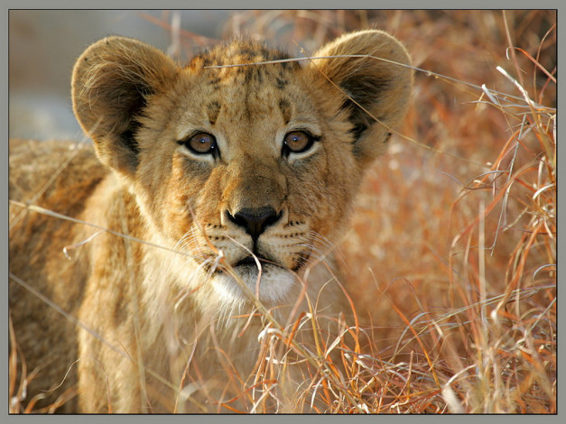 Обои картинки фото животные, львы