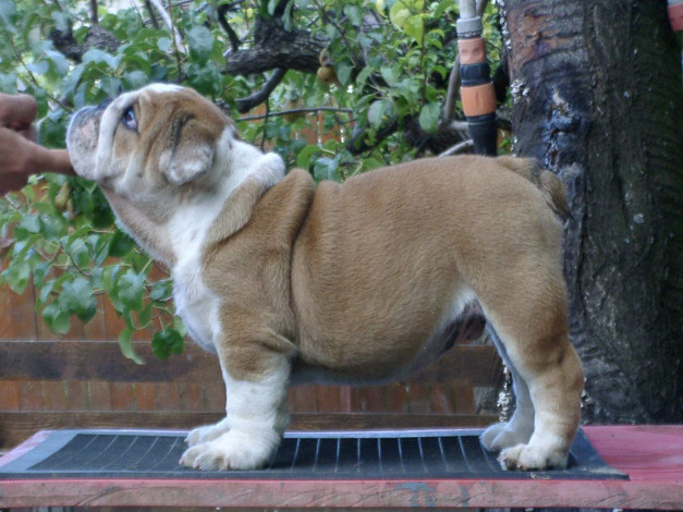 Обои картинки фото животные, собаки