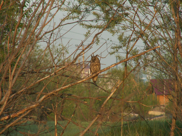 Обои картинки фото животные, совы