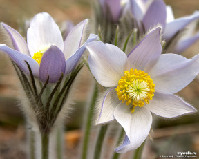 Картинка цветы анемоны адонисы