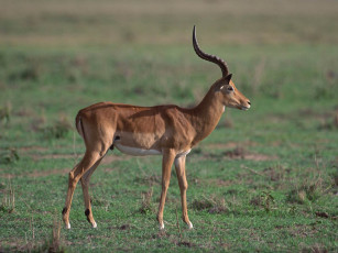 Картинка животные антилопы