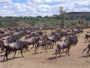 Картинка животные антилопы