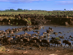 Картинка животные антилопы