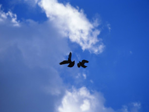 Картинка животные голуби