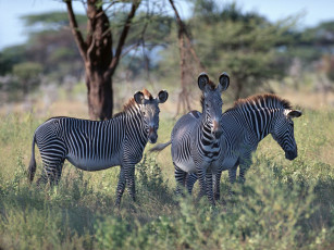 Картинка животные зебры