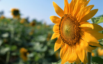 Картинка цветы подсолнухи