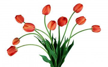 Картинка цветы тюльпаны