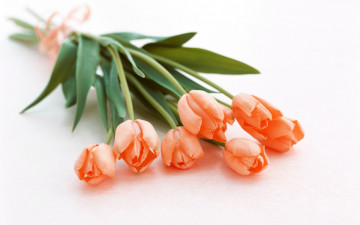 Картинка цветы тюльпаны