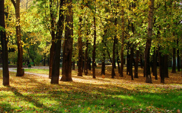 Картинка природа лес