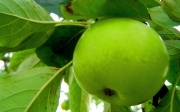 Картинка природа плоды