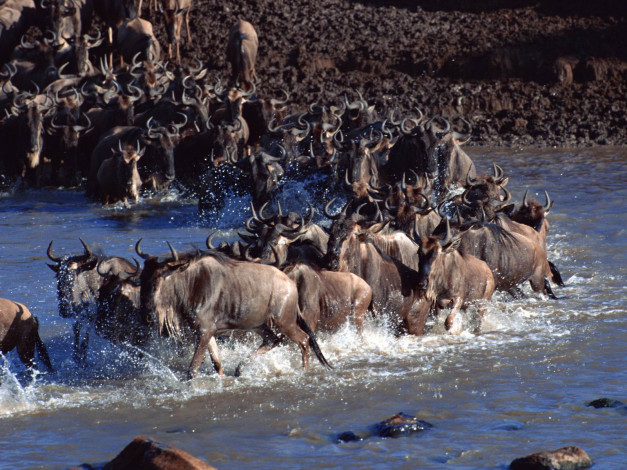 Обои картинки фото животные, антилопы