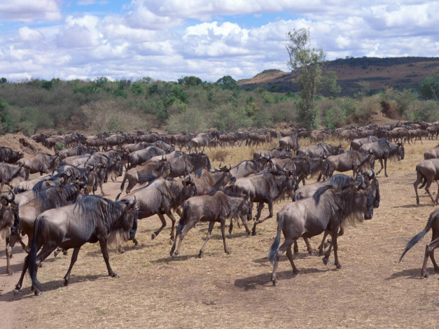 Обои картинки фото животные, антилопы